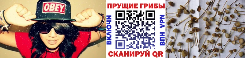 Галлюциногенные грибы прущие грибы  Купить где  Тара 